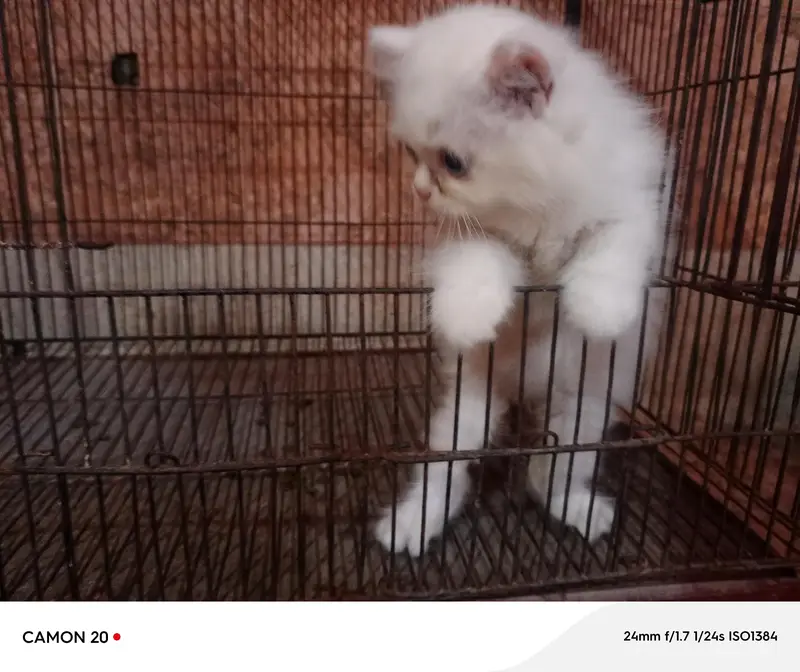 Blue Eyes Persian Kittens — photo 4