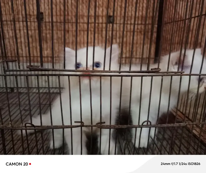 Blue Eyes Persian Kittens — photo 6