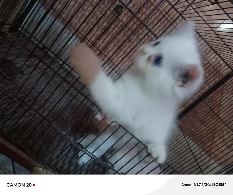Blue Eyes Persian Kittens — photo 7