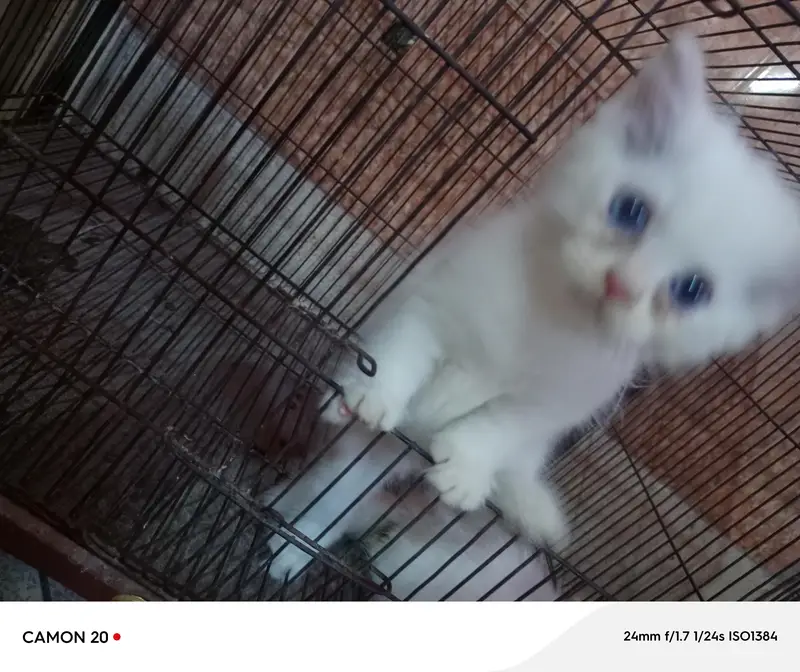 Blue Eyes Persian Kittens — photo 8