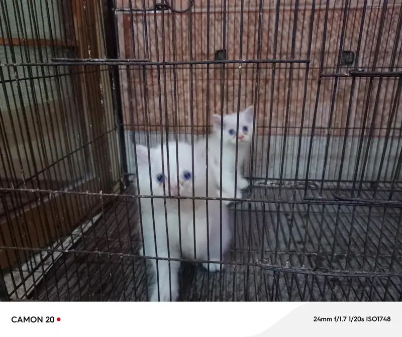 Blue Eyes Persian Kittens — photo 9