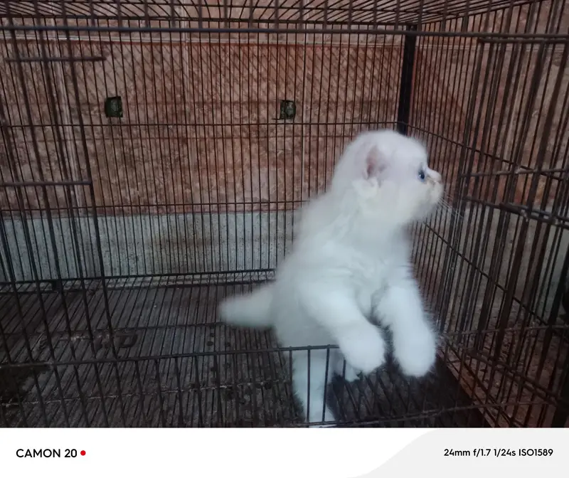 Blue Eyes Persian Kittens — photo 10