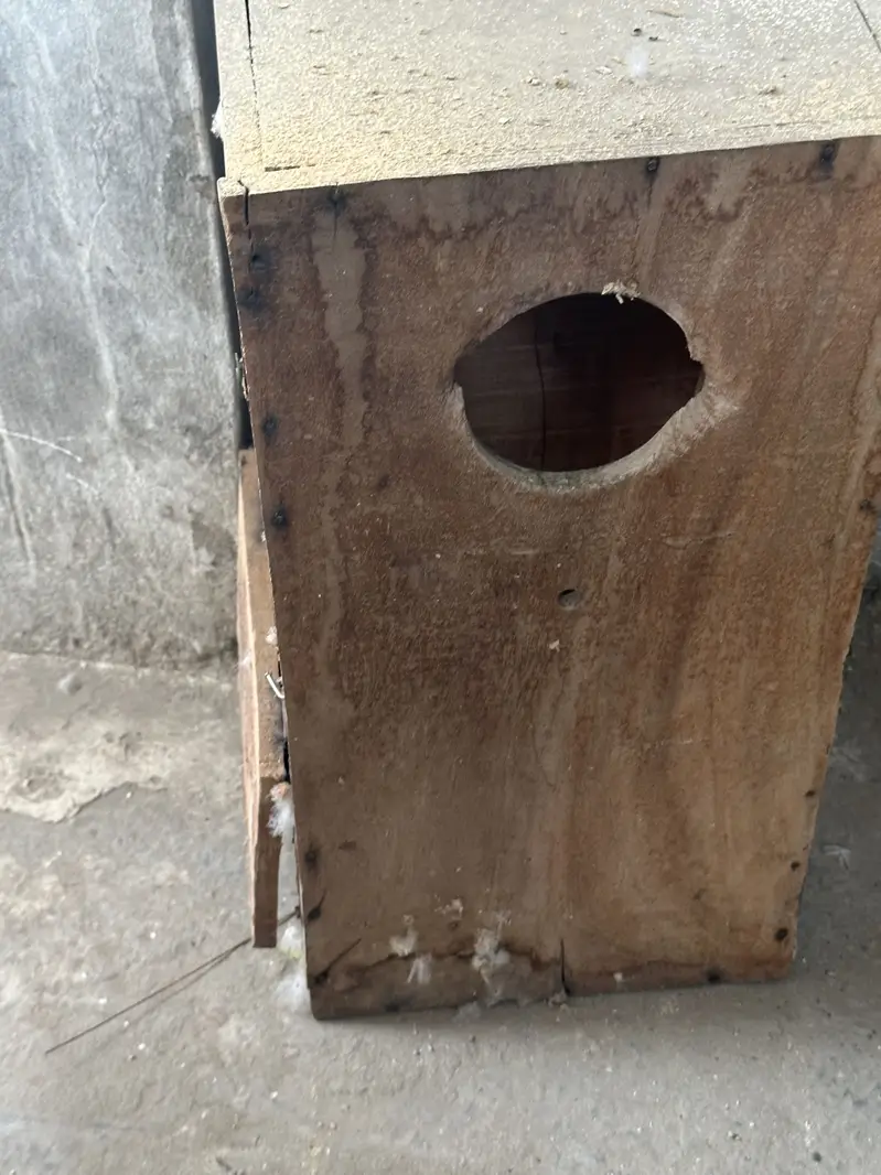 Afriqn gery cage big two portions — photo 2