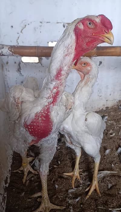 Paper White King O Shamo Breeder Pair – Pure Breed