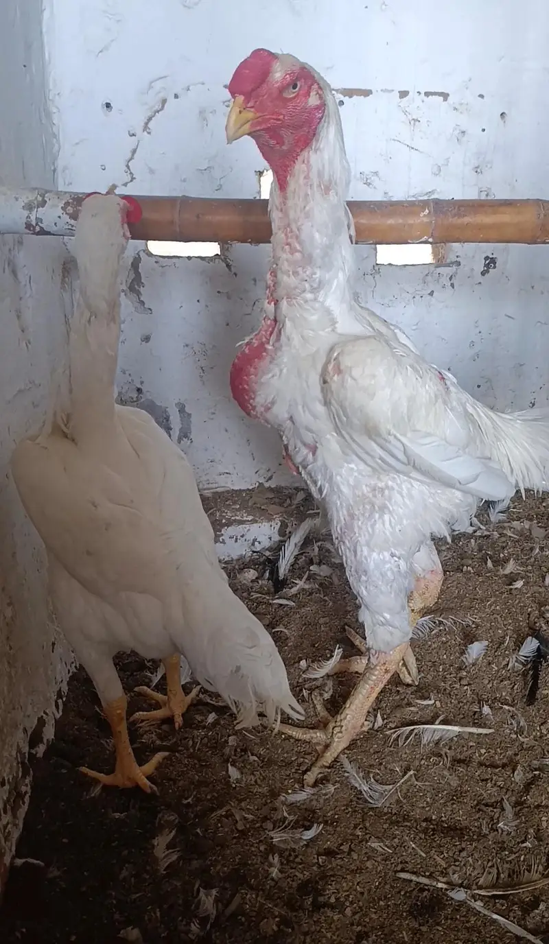 Paper White King O Shamo Breeder Pair – Pure Breed — photo 2