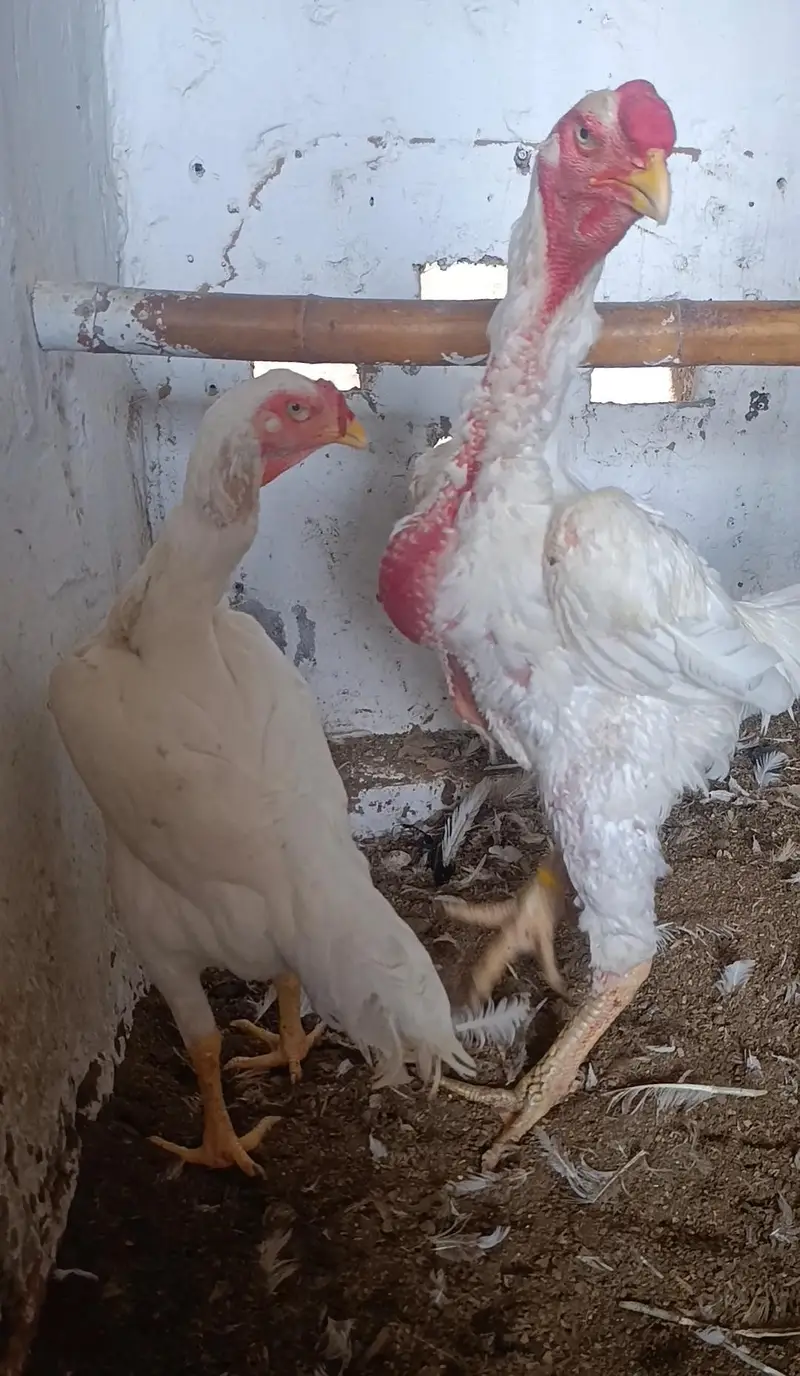 Paper White King O Shamo Breeder Pair – Pure Breed — photo 3