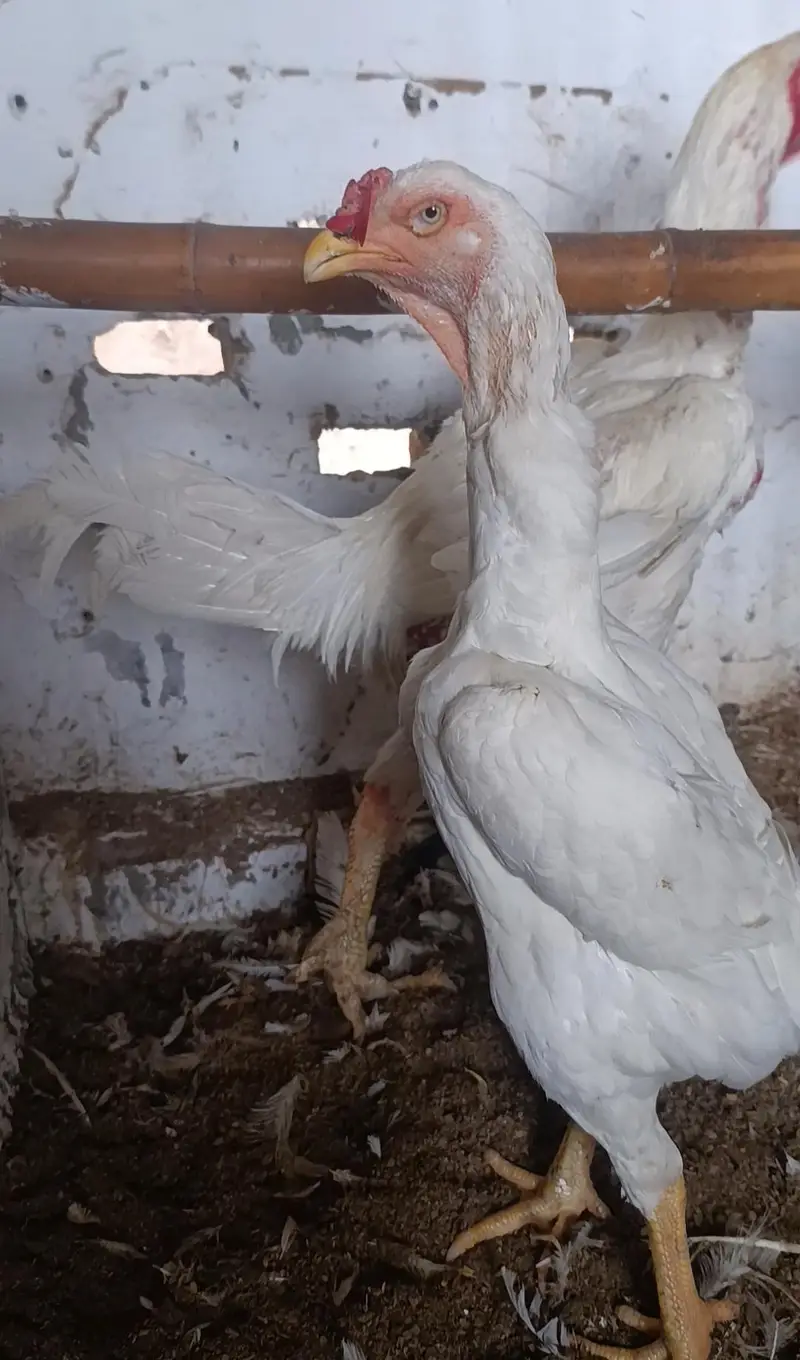 Paper White King O Shamo Breeder Pair – Pure Breed — photo 4