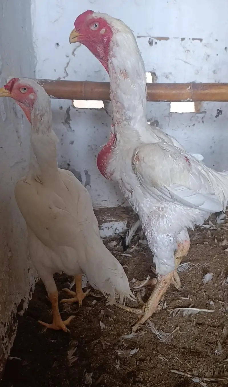 Paper White King O Shamo Breeder Pair – Pure Breed — photo 5