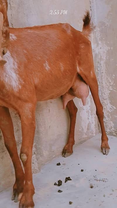 dodh wali bakri ,03181237677nmbar
