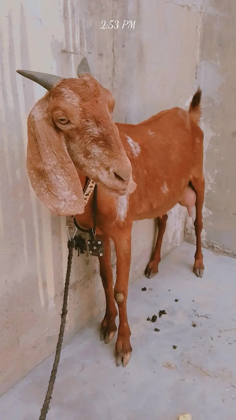 dodh wali bakri ,03181237677nmbar — photo 2
