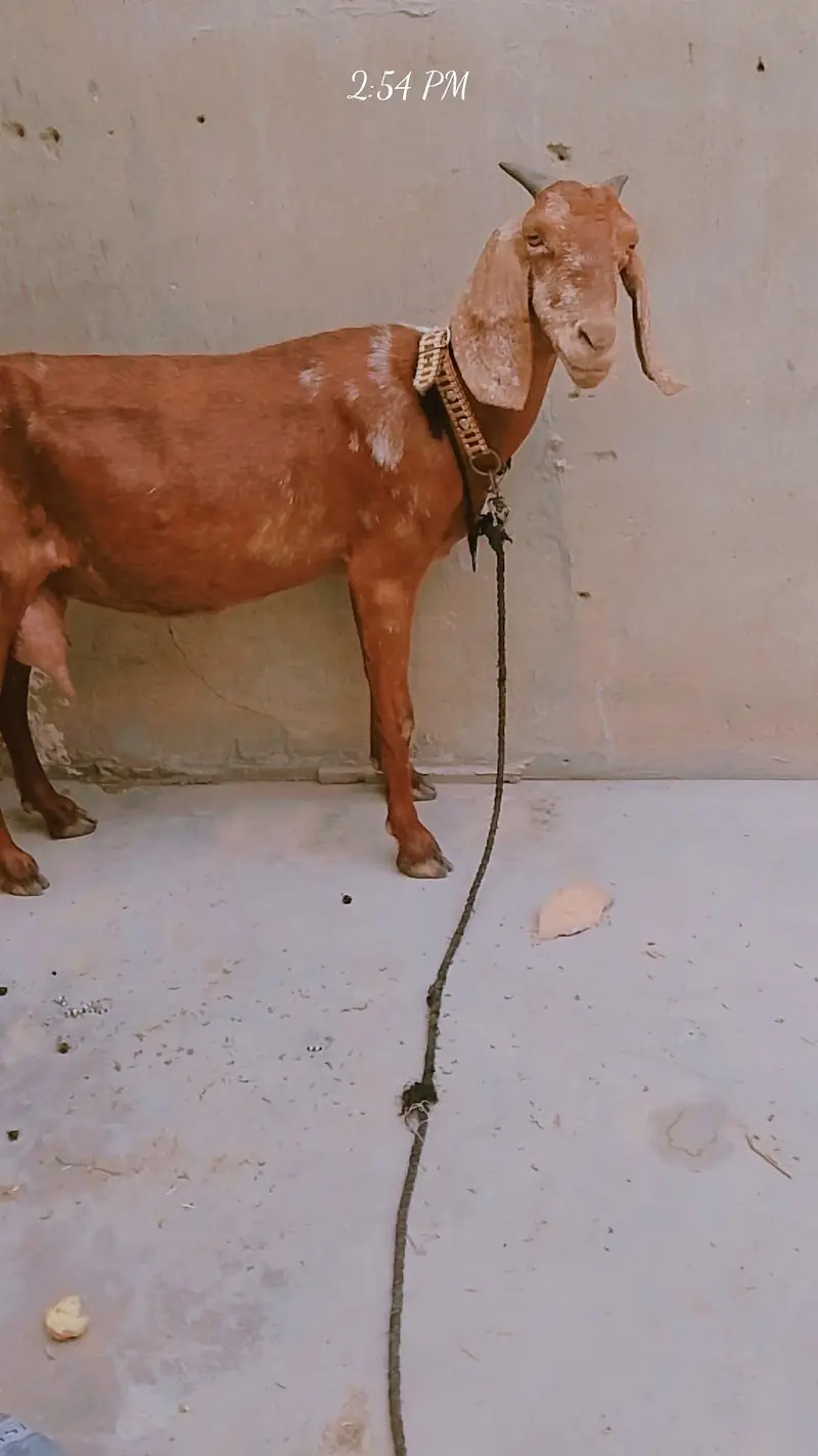 dodh wali bakri ,03181237677nmbar — photo 3