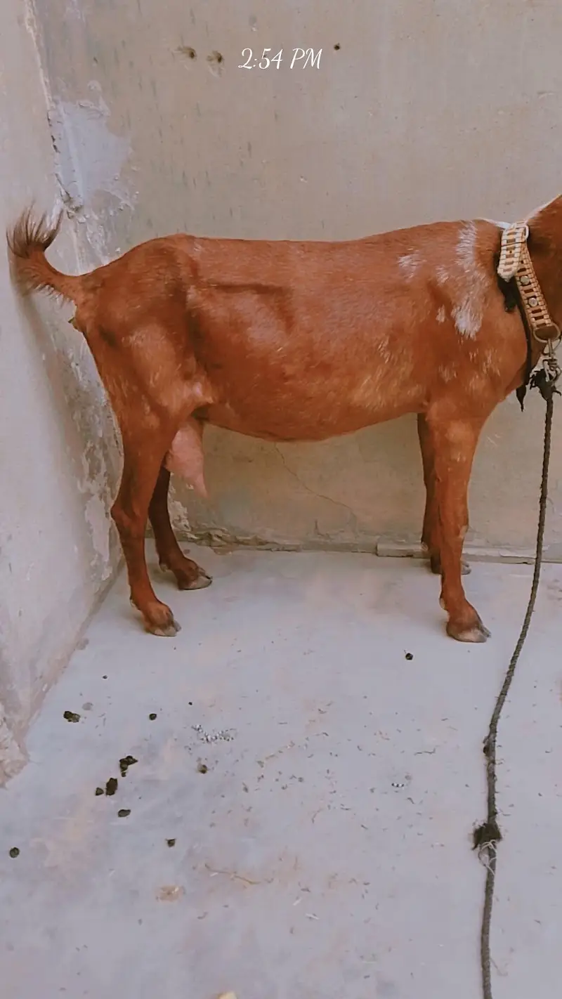 dodh wali bakri ,03181237677nmbar — photo 4