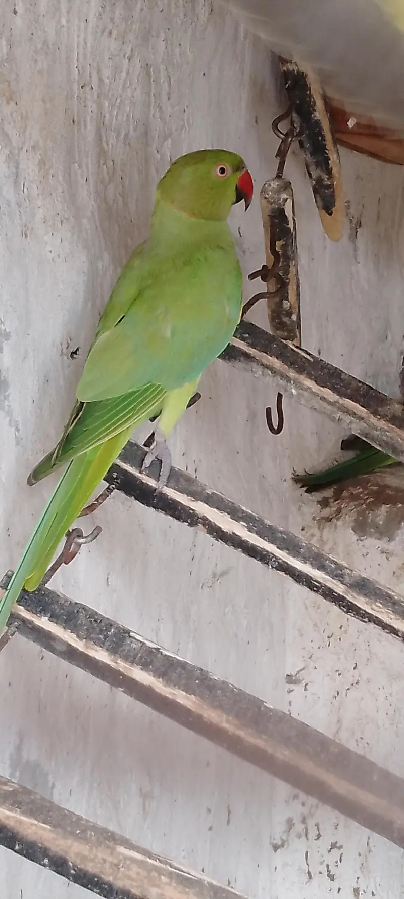 2.5 sall ka male ha exchange b kar skhta ha adult female ka sat — photo 2