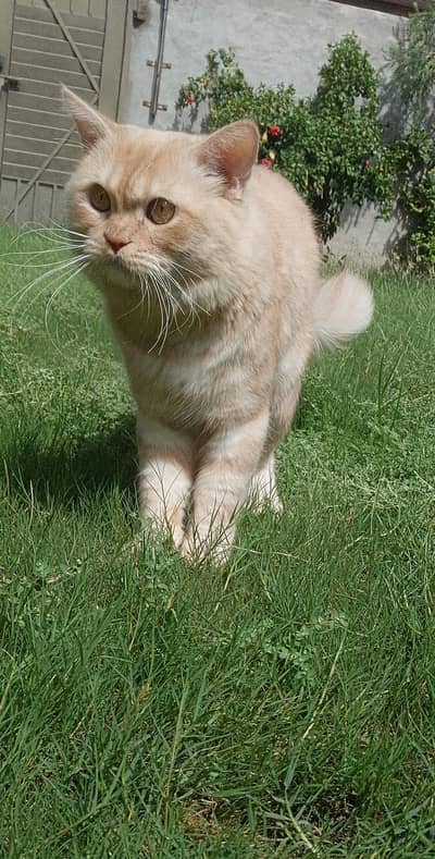 PERSIAN MALE CAT AVAILABLE For STUD / NOT FOR SALE