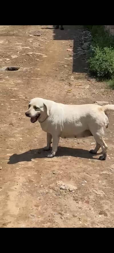 American Labra