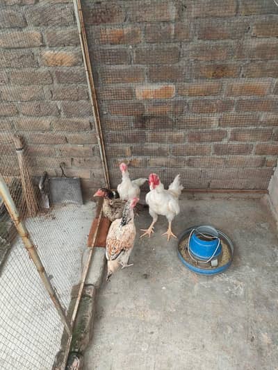 Desi Pair  Krook Murghi White Desi Mirgha
