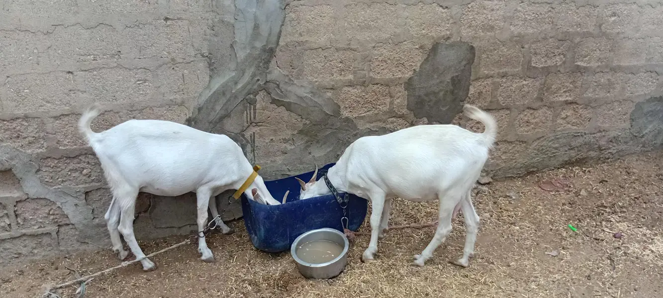 2 gulabi teddy bakri — photo 2