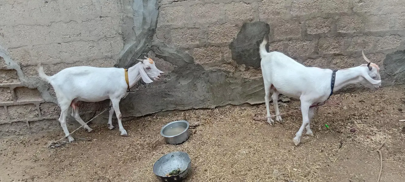 2 gulabi teddy bakri — photo 4