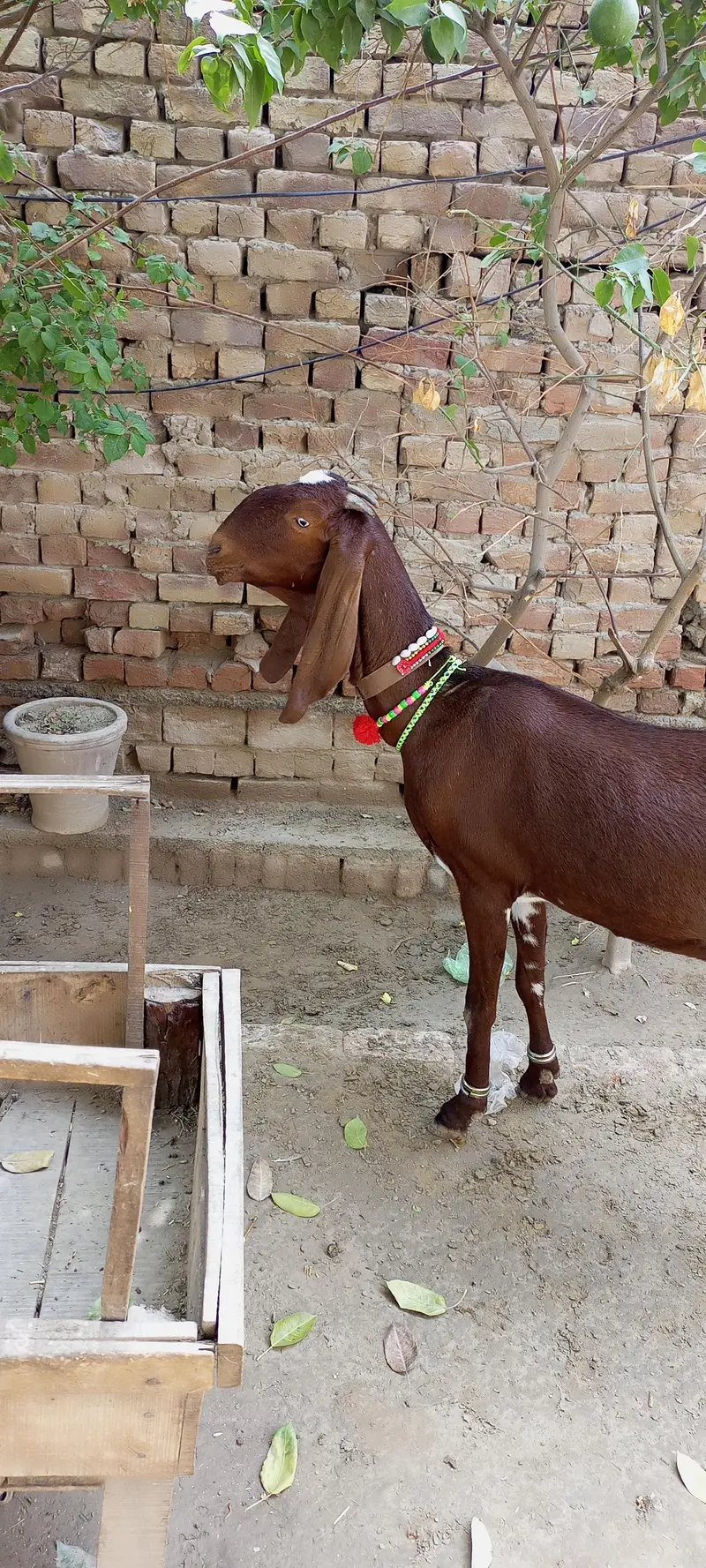 Nagra Betal — photo 2