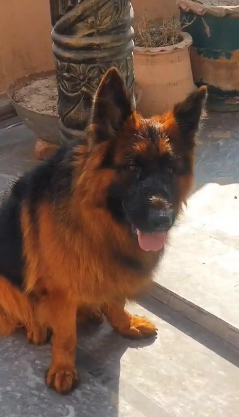 German Shepherd Male Dog For Sale Urgent / 03228067847 — photo 2