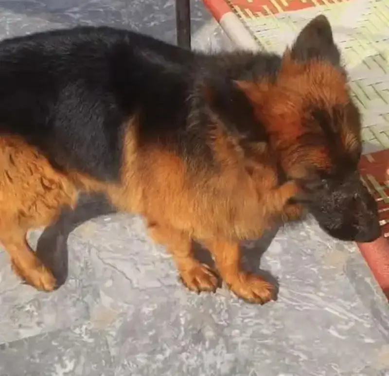 German Shepherd Male Dog For Sale Urgent / 03228067847 — photo 3