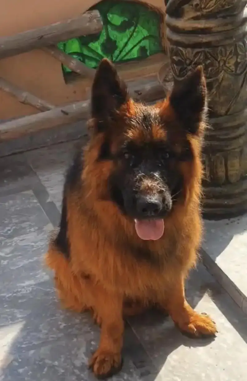German Shepherd Male Dog For Sale Urgent / 03228067847 — photo 5