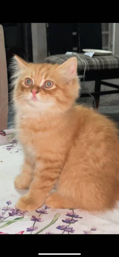 Healthy and active kittens for sale .