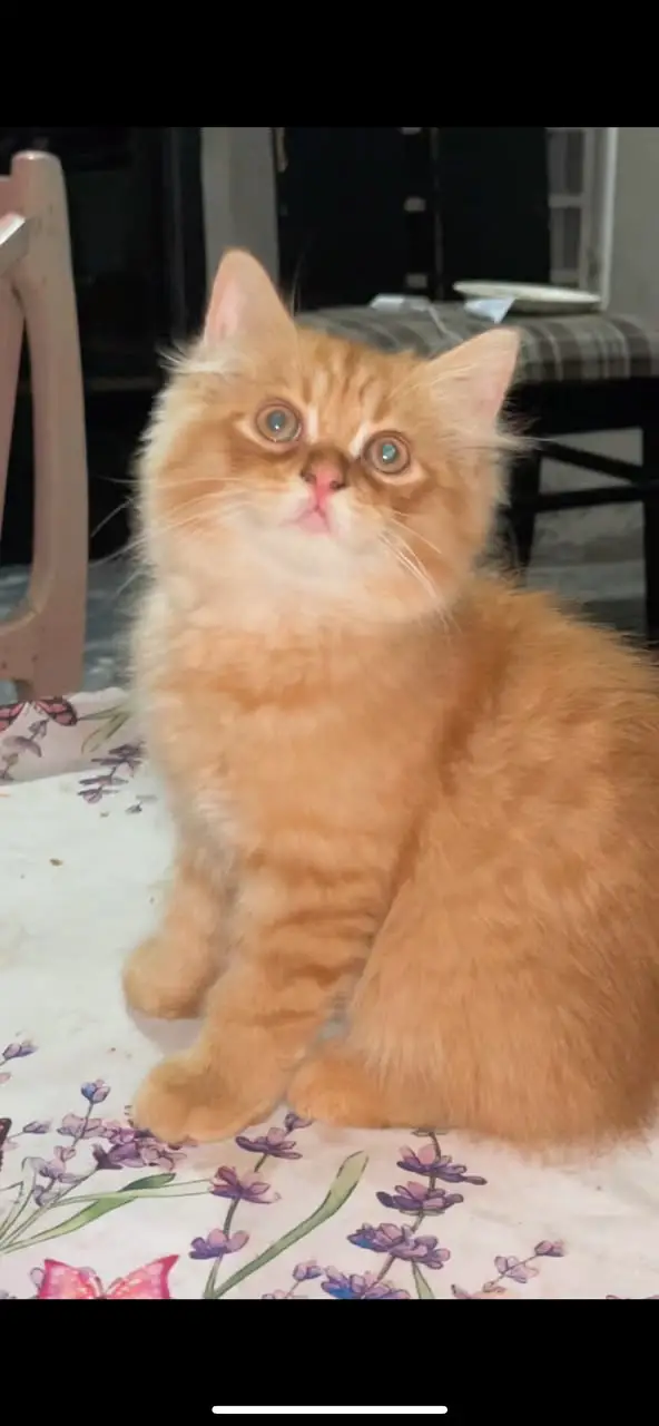 Healthy and active kittens for sale . — photo 2