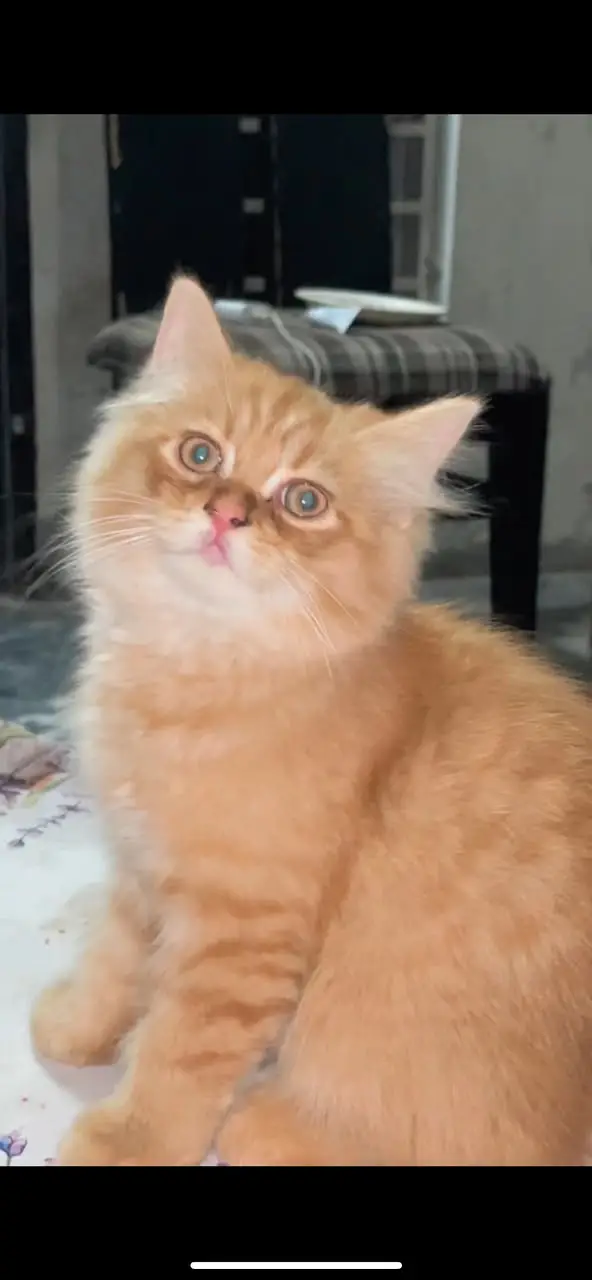 Healthy and active kittens for sale . — photo 3