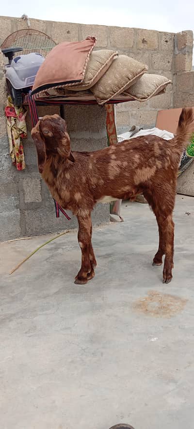 Bakra