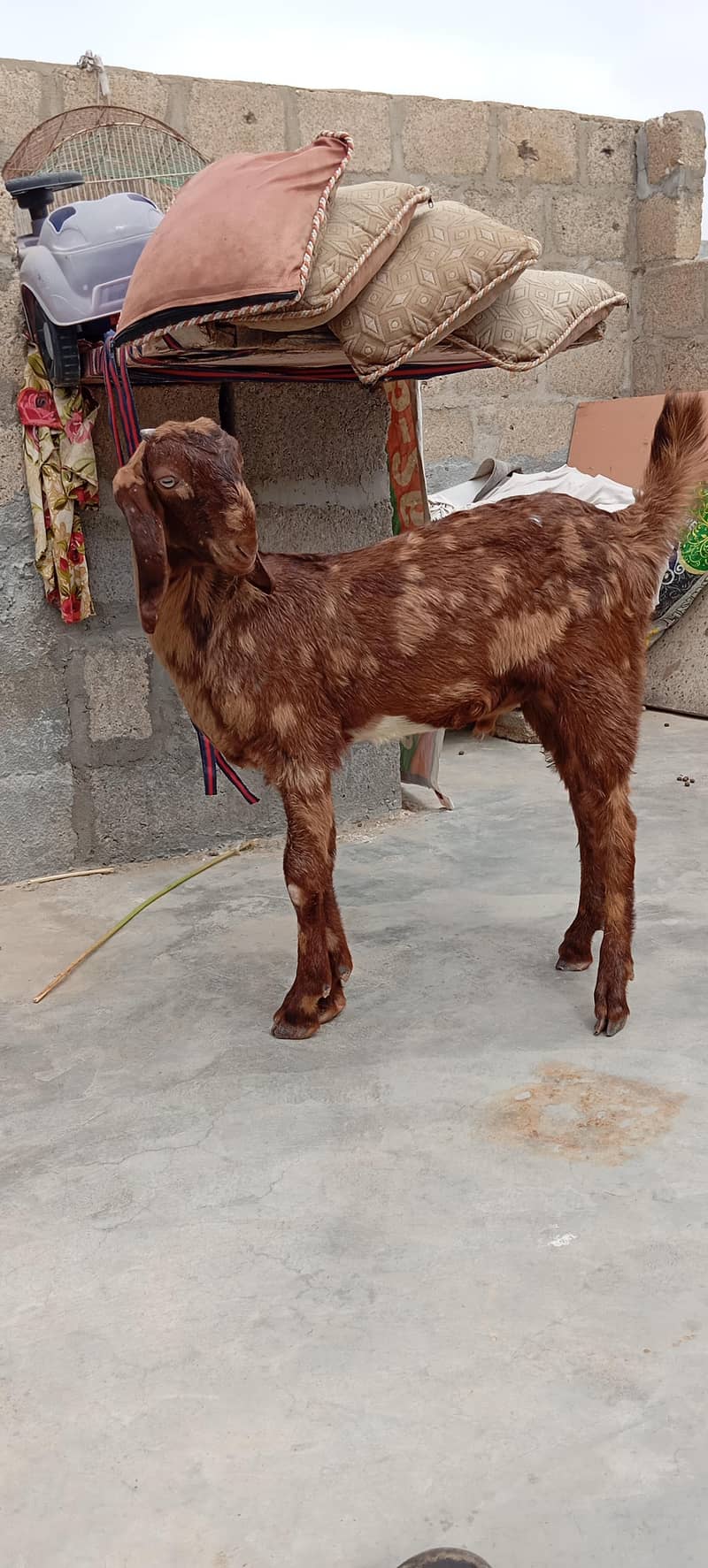 Bakra 0