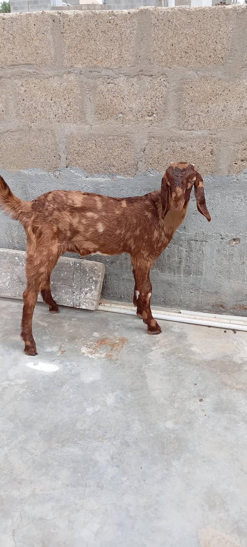 Bakra 1