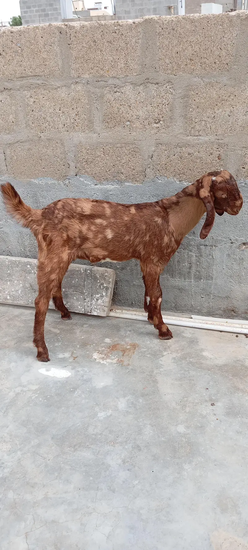 Bakra — photo 3