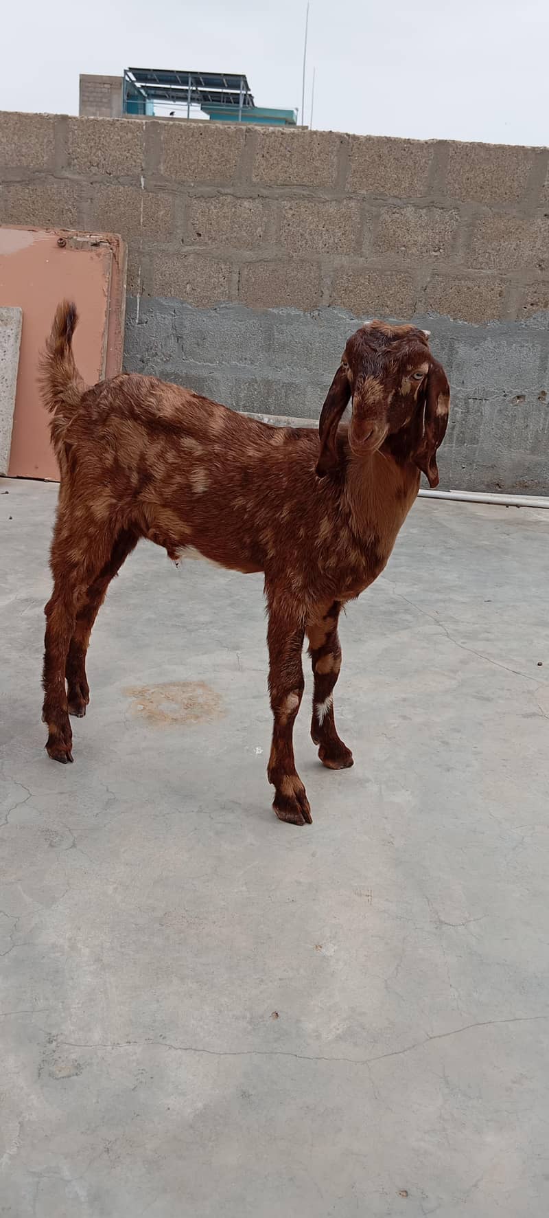 Bakra 4