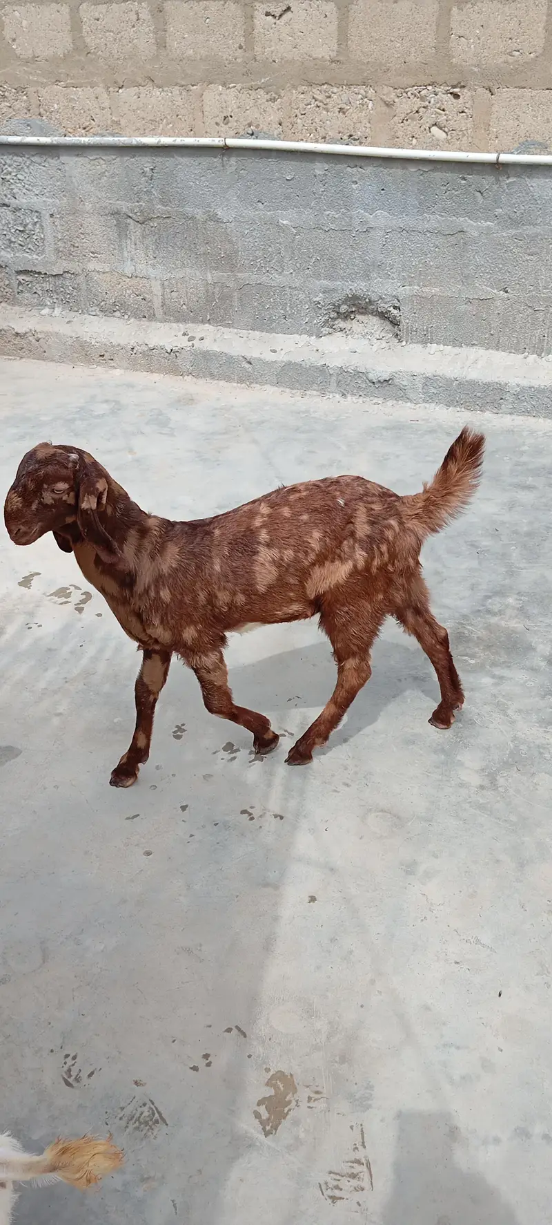 Bakra — photo 6