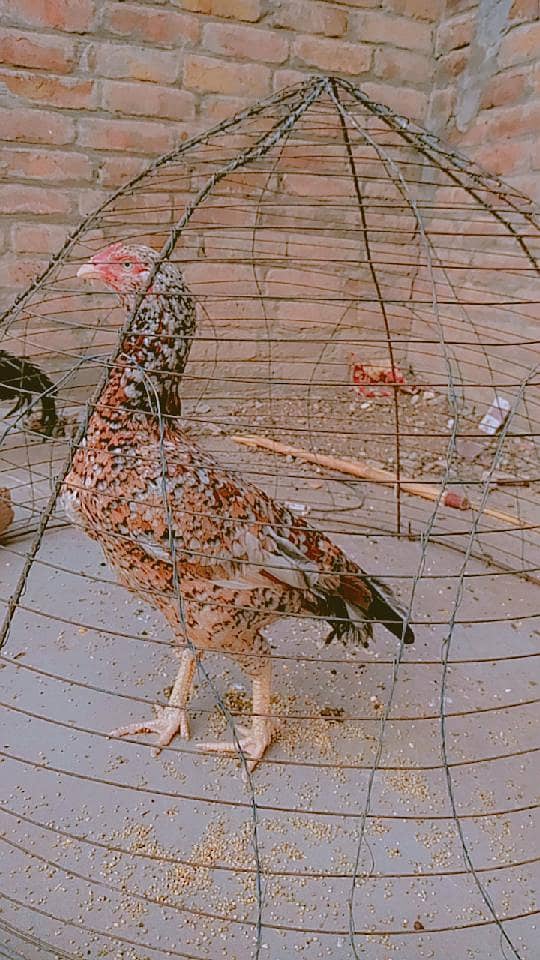 chini aseel murgi contact no 03269039370 1