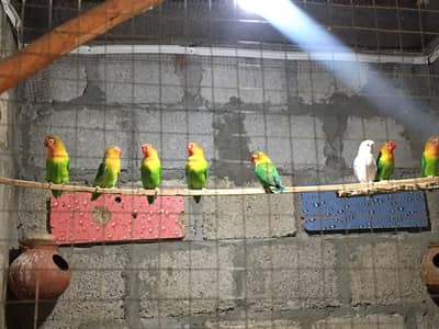 lovebirds green fisher and albino