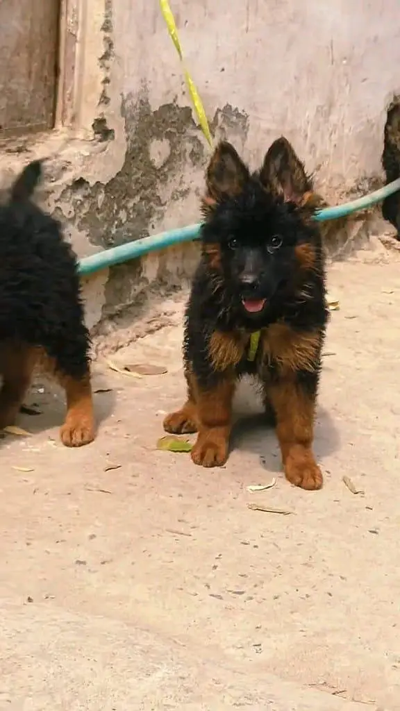 German shepherd puppies contact WhatsApmy WhatsAp 03437993715 — photo 2