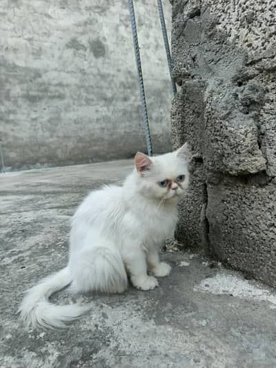 persion cat Extreme puch face cate triple cote full health full active