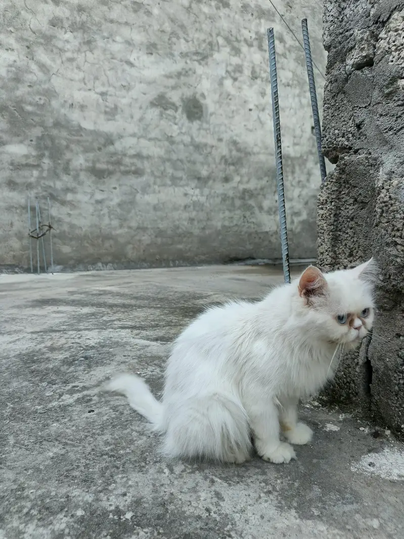 persion cat Extreme puch face cate triple cote full health full active — photo 3