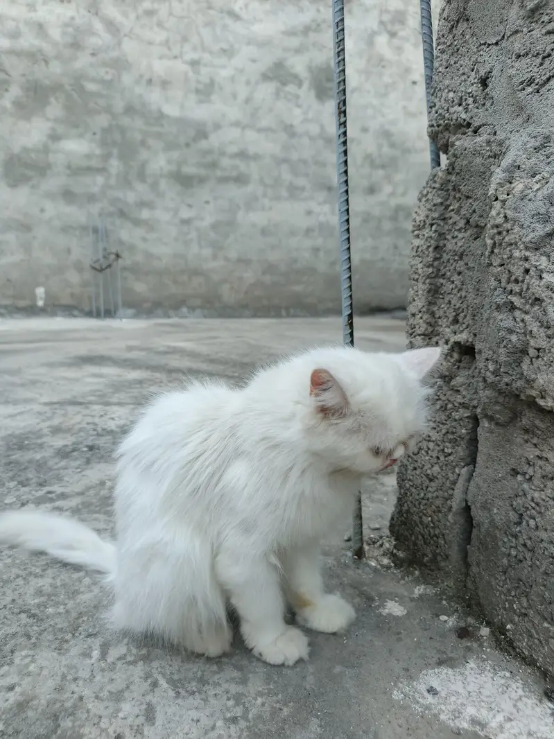 persion cat Extreme puch face cate triple cote full health full active — photo 4