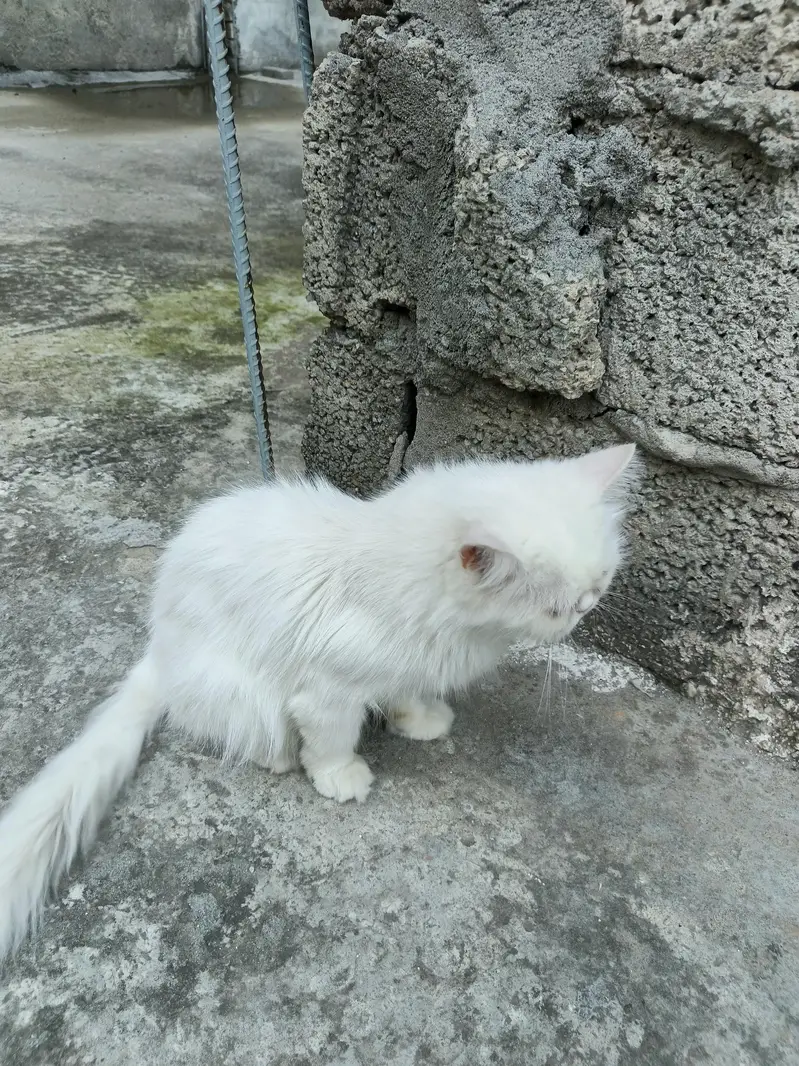 persion cat Extreme puch face cate triple cote full health full active — photo 5
