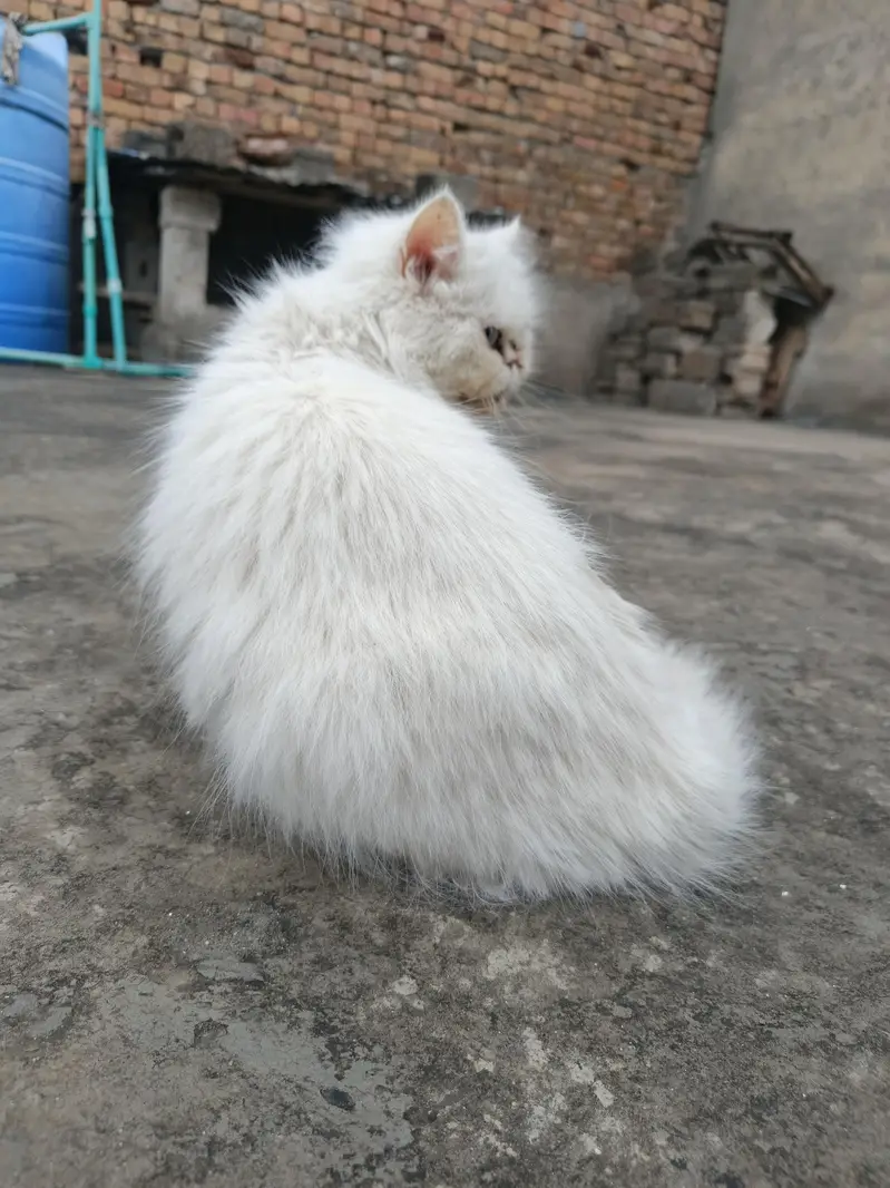 persion cat Extreme puch face cate triple cote full health full active — photo 6