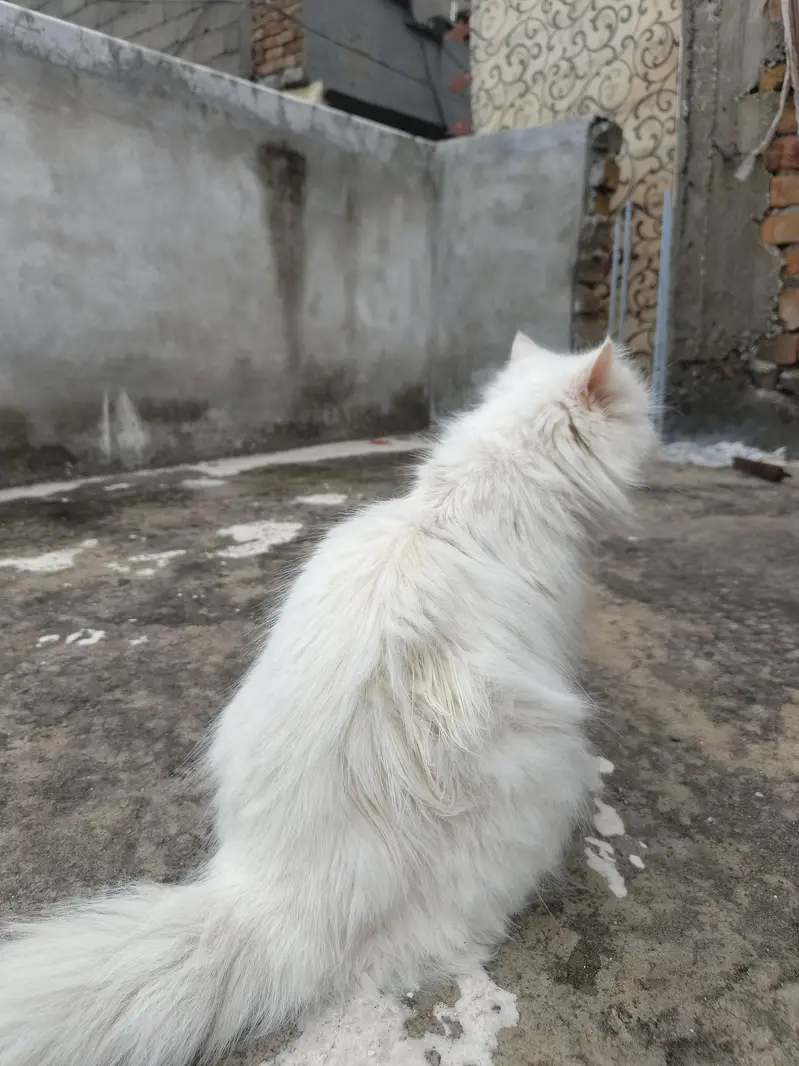 persion cat Extreme puch face cate triple cote full health full active — photo 7