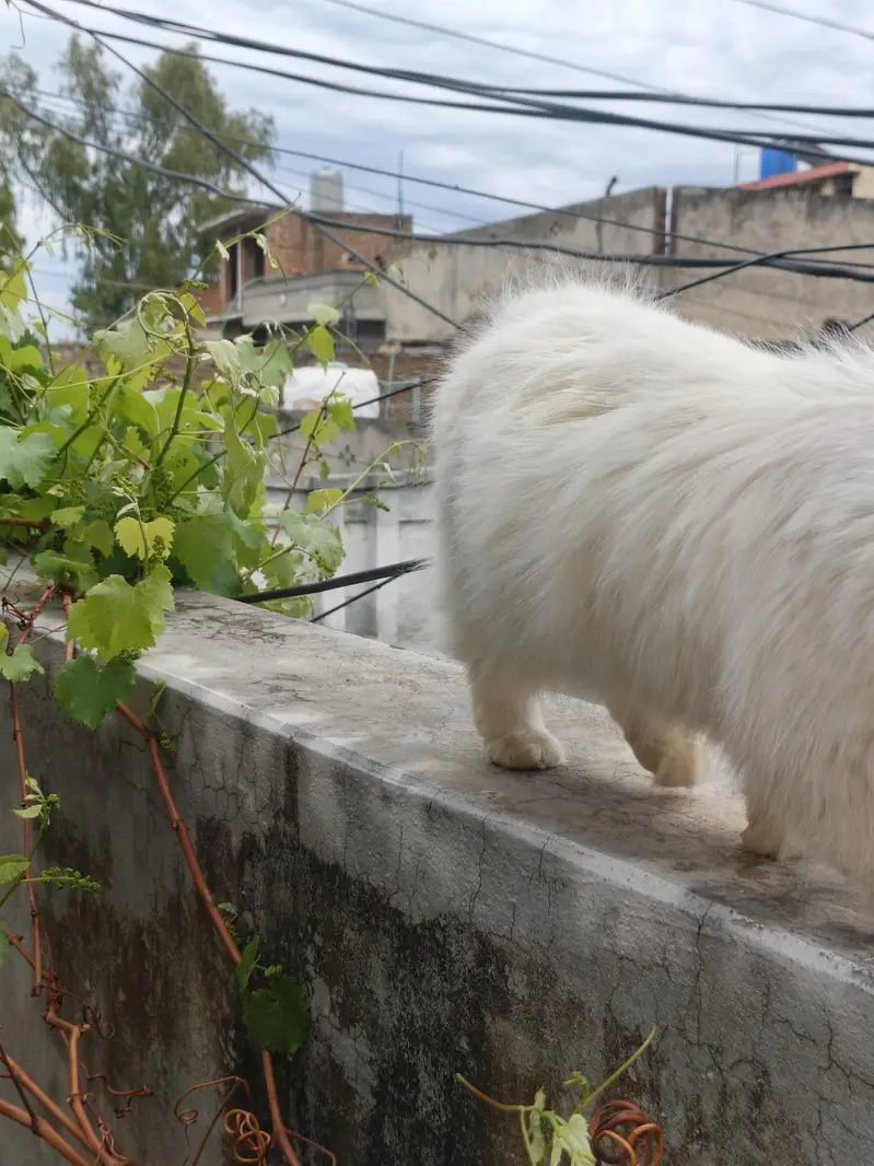 persion cat Extreme puch face cate triple cote full health full active — photo 8