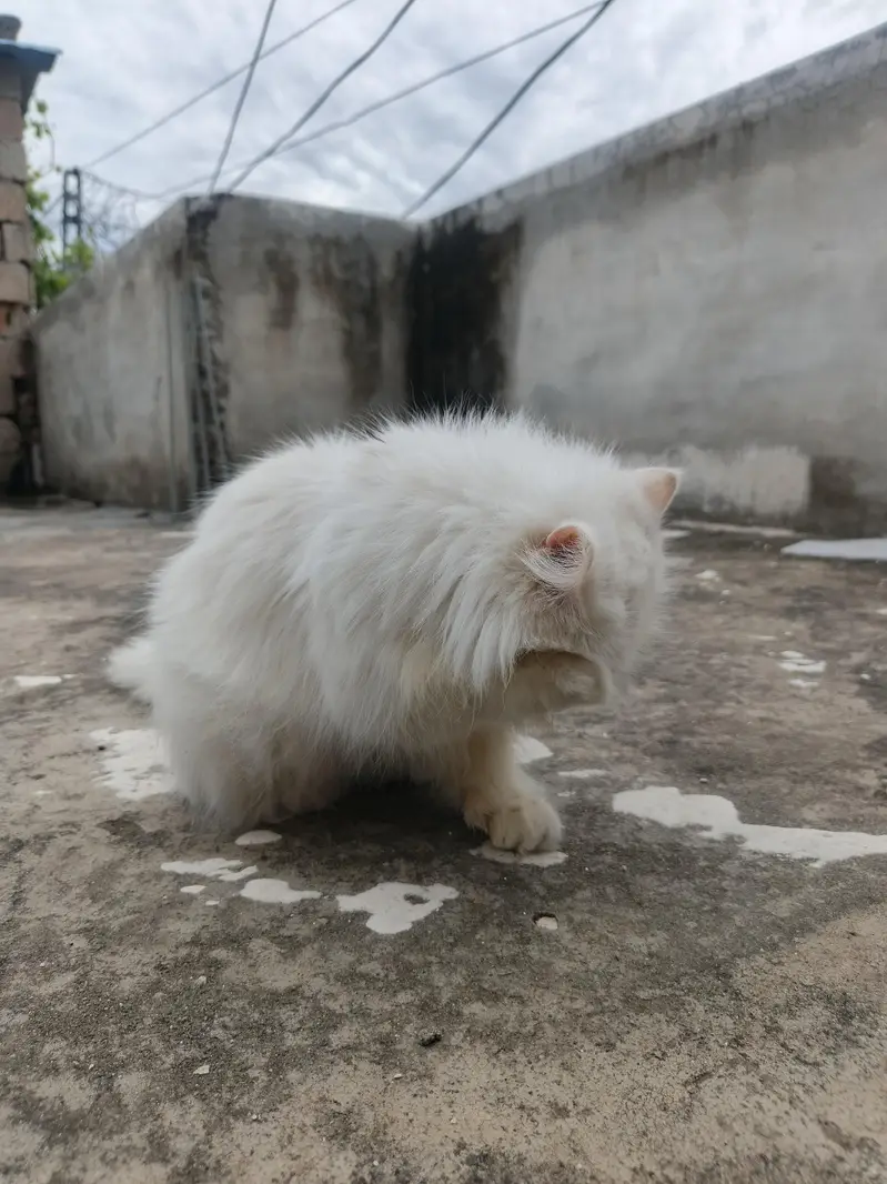 persion cat Extreme puch face cate triple cote full health full active — photo 9