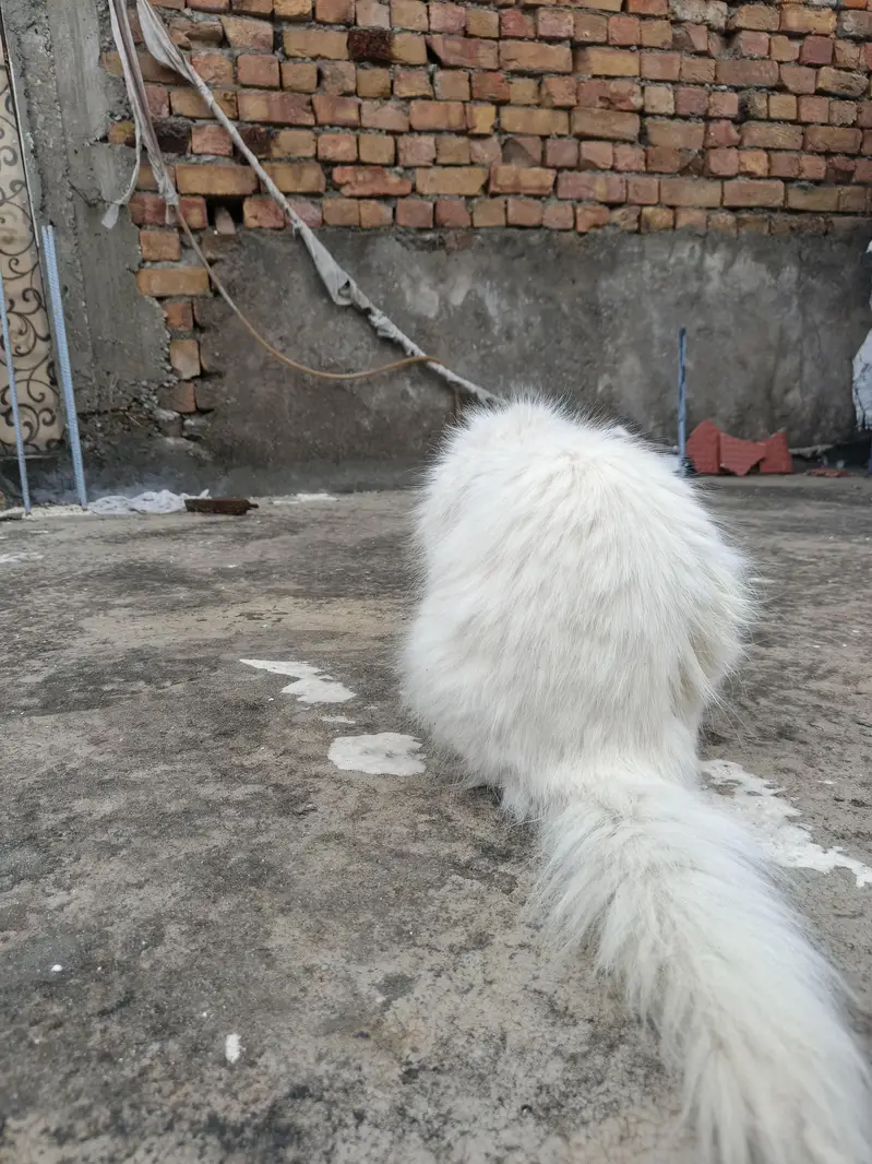 persion cat Extreme puch face cate triple cote full health full active — photo 10