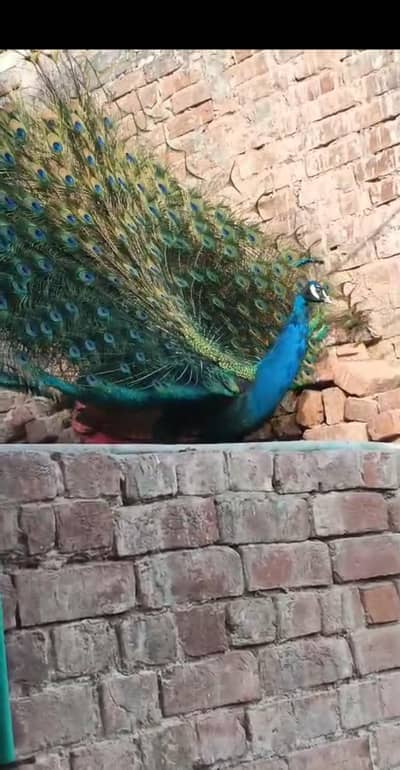 peacock