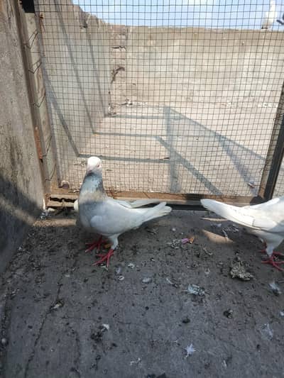 2sherazi pair for sale