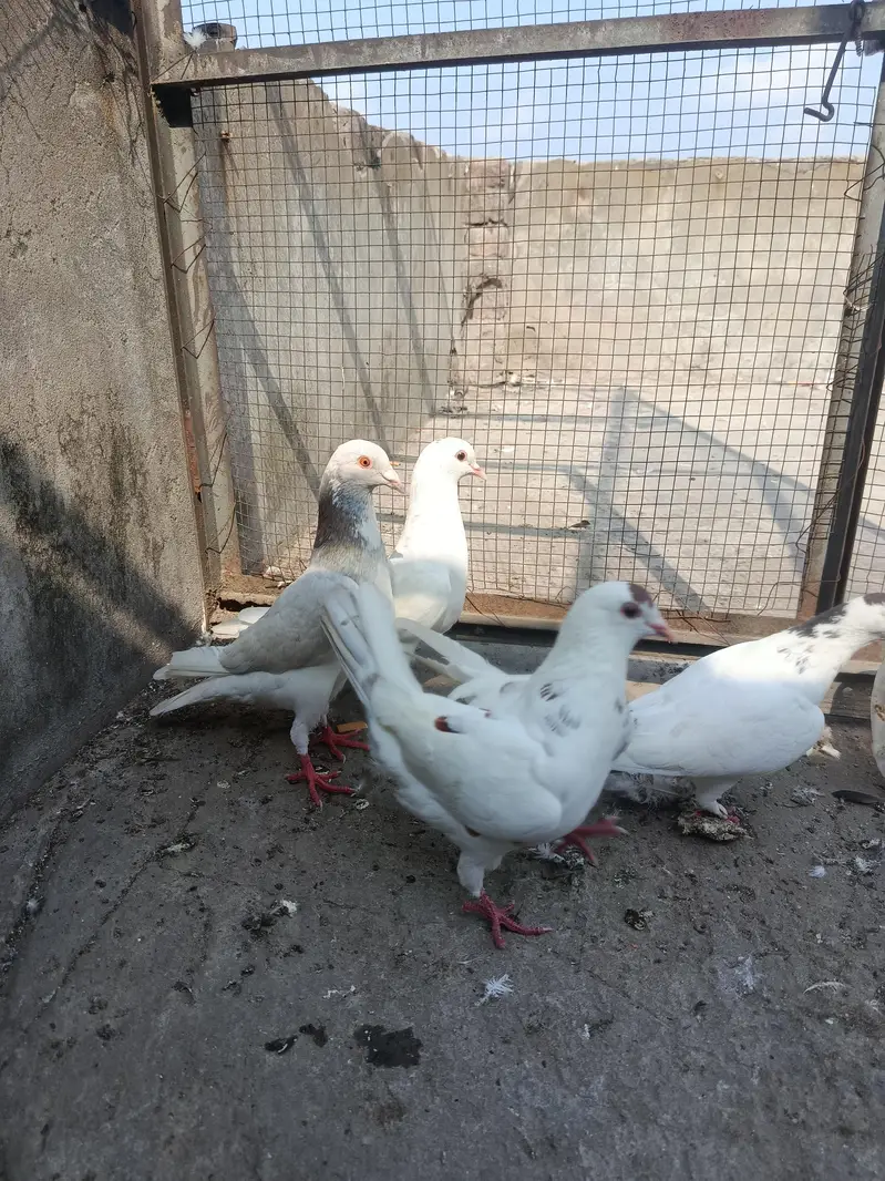 2sherazi pair for sale — photo 2